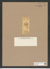Dicladiopsis (Dicladia?) robusta DT. (de-Toni-Nr.: Genus 151, Species 4196) Zeichnungen Sammlung Grunow Nr. 7767 (NHMW-BOT-W0376996)